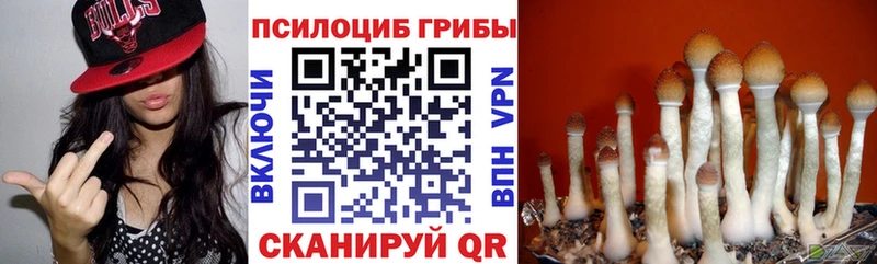 Псилоцибиновые грибы Cubensis  Купить  Заозёрск 